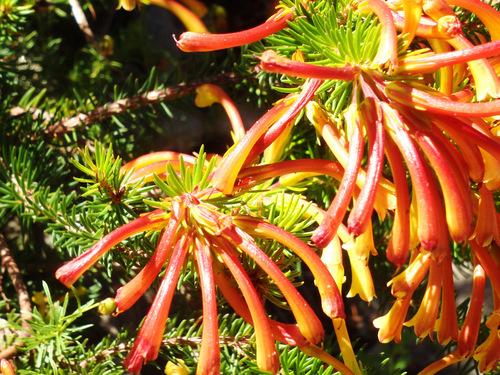 Kirstenbosch National Botanical Garden.